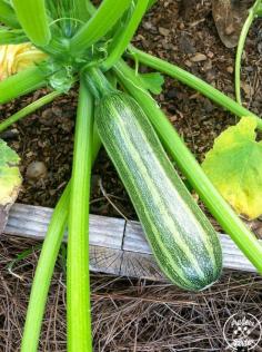 
                    
                        Squash are prolific growers, but squash bugs and squash vine borers can ruin a crop in no time. Find out how to rid yourself of these pest without the use of pesticides.
                    
                