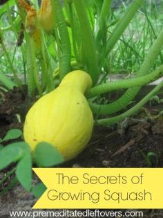 Secrets of Growing summer Squash. I can get it to grow, just can't get the squash bugs to leave it alone. Will try the remedy.