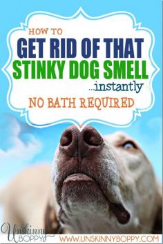 How to get rid of stinky dog smell - no bath necessary! With Essential Oils Come see how!  www.unskinnyboppy.com #essentialoils  #dogs #animalcare