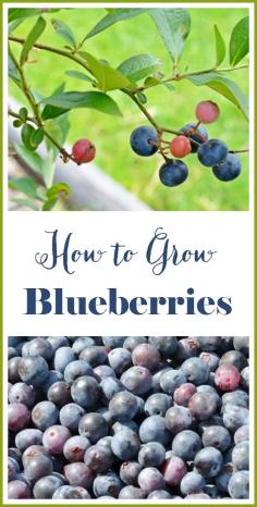 
                    
                        How to Grow Blueberries
                    
                