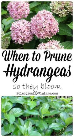 When to Prune Hydrangeas so they bloom! Mophead and Lacecap Hydrangeas (pink, blue or purple) bloom on old wood meaning that their buds start to form in the fall for next summer.  If they are trimmed in the fall, winter or spring, all of the buds will be removed and your hydrangeas will be flowerless.  ONLY PRUNE IN JUNE AND JULY!  Or if shrubs are too large for their space. Remove dead stems or flowers anytime of the year – this should be done annually and will not affect regrowth.