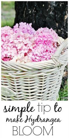 Simple Tip to Make Your Hydrangea Bloom. Great gardening tip. #garden #hydrangea #blooms #flowers