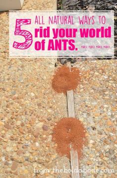 UGH. I hate ants! I'm going to try these 5 different all natural ways to get rid of them.