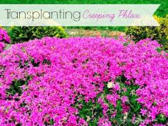 Transplanting Creeping Phlox ... everything you need to know!   www.chaoticallycreative.com #gardening  #gardentips