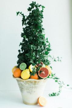 Quick and Easy Plant Decor: Citrus Topiaries