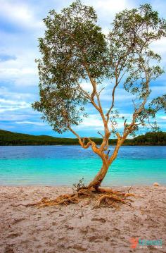 
                    
                        It's a HEART shaped tree - Fraser Island, Queensland, Australia
                    
                