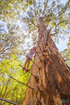 
                    
                        Would you like to climb a 60 meter high tree? then visit the Gloucester Tree in Western Australia
                    
                
