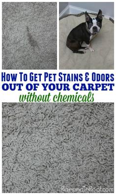 Super easy way to get rid of that nasty smell! How To Get Pet Stains and Odors Out of Your Carpet without Chemicals #cleaning #pet #stains