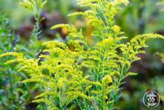 
                    
                        Goldenrod and ragweed could not be less similar, yet goldenrod is often confused with ragweed due to it's showiness during ragweed's bloom time.
                    
                