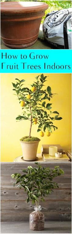 How to Grow Fruit Trees Indoors