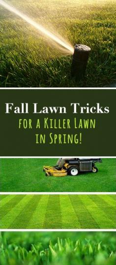
                    
                        Fall Lawn Tricks for a Killer Lawn in Spring! • The secret to a great lawn lies in fall lawn maintenance. • Check out these tips and ideas!
                    
                