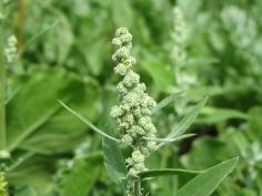 15 Health Benefits of Eating Bathua (Chenopodium Album) & Its Side Effects