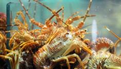 live-seafood-lobster
